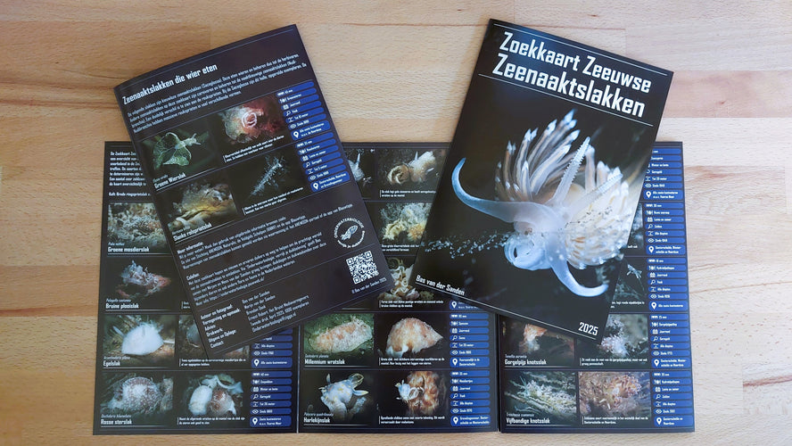 Zoekkaart Zeeuwse Zeenaaktslakken 2025